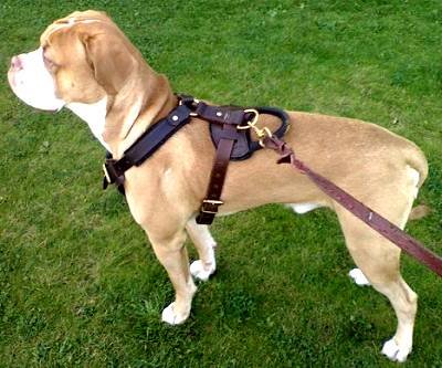 Leather Dog Harness: Style, Comfort